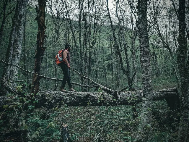 a man in the forest for forest bathing